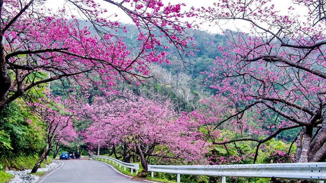 Hanami - tục lệ ngắm hoa anh đào ở Nhật Bản. (31/3/2016)